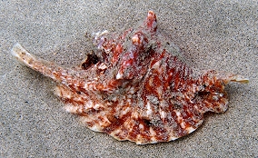 Rooster tail Conch -  Strombus gallus