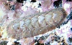 Caribbean Slender Chiton - Stenoplax purpurascens