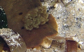 Slimy Doris-Nudibranch - Dendrodoris krebsii
