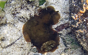 Slimy Doris-Nudibranch - Dendrodoris krebsii
