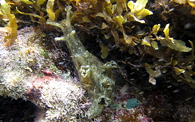 Spotted Seahare- Aplysia dactylomela