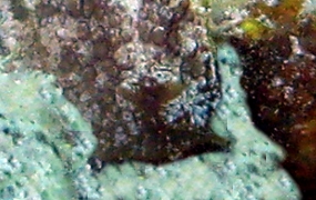 Warty Sidegill Slug - Pleurobranchus crossei