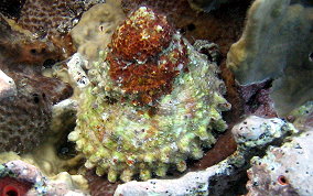 West Indian Star Snail - Lithopoma tectum 