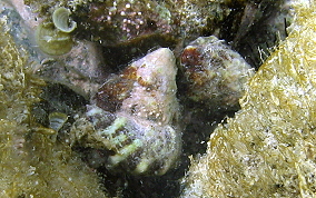 West Indian Star Snail - Lithopoma tectum 