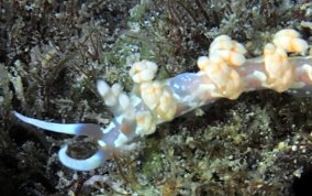 White-Patch Aeolid  - Flabellina engeli