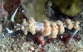 White-Patch Aeolid - Flabellina engeli
