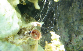 Wormsnail - Vermicularia knorrii 