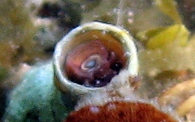 Wormsnail - Vermicularia knorrii 