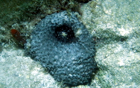 Black Ball Sponge - Ircinia strobilina