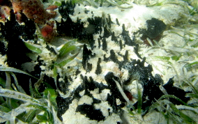 Black Pinnacle Sponge