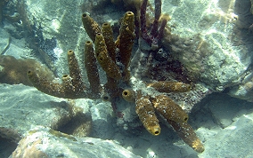 Branching Tube Sponge - Pseudoceratina crassa