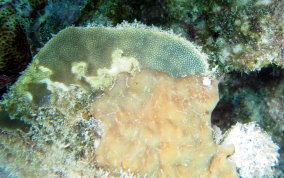 Coral Encrusting Sponge - Chondrilla caribensis f. hermatypica / Chondrilla nucula