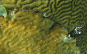 Coral Encrusting Sponge - Chondrilla caribensis f. hermatypica / Chondrilla nucula