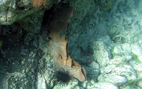 Elongated Vase Sponge - Callyspongia aculeata