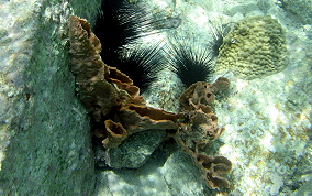 Elongated Vase Sponge - Callyspongia aculeata
