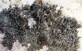 Fungus Spongei - Dictyonella funicularis