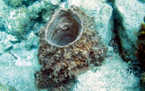 Touch-me-not-sponge - Neofibularia nolitangere  