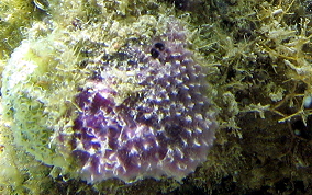 Heavenly Sponge - Dysidea etheria