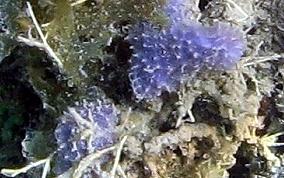 Heavenly Sponge - Dysidea etheria
