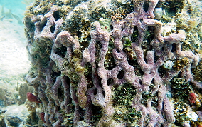 Lavender Rope Sponge - Niphates erecta 