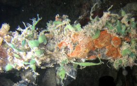 Creeping Sponge - Haliclona (Reniera) manglaris