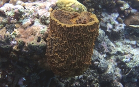 Netted Barrel Sponge - Verongula gigantea