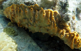 Octopus Sponge - Ectyoplasia ferox  