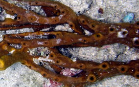 Octopus Sponge - Ectyoplasia ferox  (?)