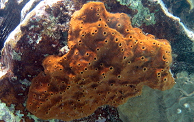 Octopus Sponge - Ectyoplasia ferox