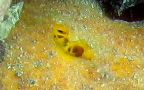 Yellow Ball Sponge - Cinachyra kuekenthali 