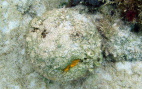 Yellow Ball Sponge - Cinachyra kuekenthali