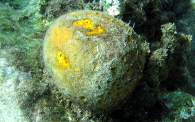 Yellow Ball Sponge - Cinachyra kuekenthali 