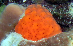 Orange Perforated Sponge - Agelas sventres