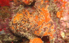 Orange Perforated Sponge - Agelas sventres