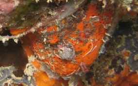 Orange Globular Sponge - Agelas sventres