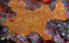 Orange Veined Encrusting Sponge - Rhaphidophlus venosus 