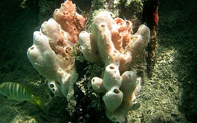 Lumpy Overgrowing Sponge - Holopsamma helwigi