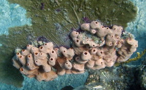 Lumpy Overgrowing Sponge - Holopsamma helwigi