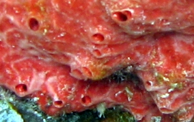 Pink and Red Encrusting Sponge - Spirastrella coccinea