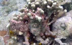 Lumpy Overgrowing Sponge