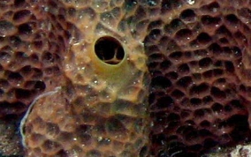 Pitted Tube Sponge - Smenospongia aurea