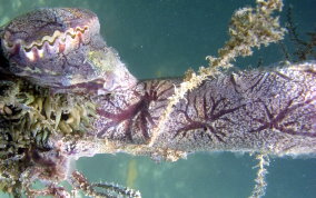 Purple Encrusting Sponge - Halisarca sp.