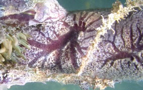 Purple Encrusting Sponge - Halisarca sp.