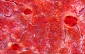 Red Blister Sponge - Monanchora arbuscula / unguifera