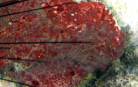 Red Blister Sponge - Monanchora arbuscula / unguifera