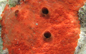 Red Boring Sponge - Cliona delitrix