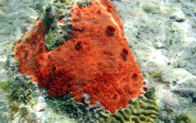 Red Boring Sponge - Cliona delitrix