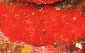 Red Orange Encrusting Sponge - Diplastrella megastellata