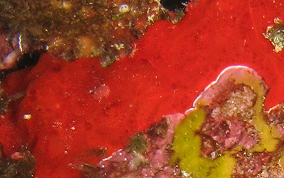 Red Orange Encrusting Sponge - Diplastrella megastellata
