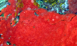 Red Sieve Encrusting Sponge